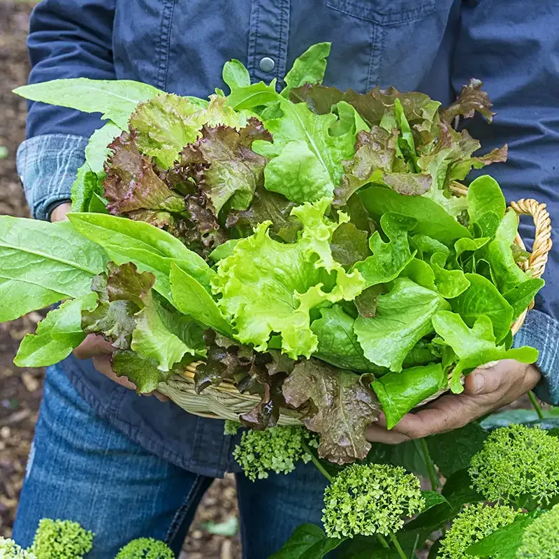 Assorted Leafy Greens Lettuce Seed Blend for Home Vegetable Gardens