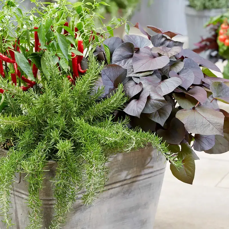 Treasure Island Kaukura Sweet Potato Vine Ornamental Edible Foliage