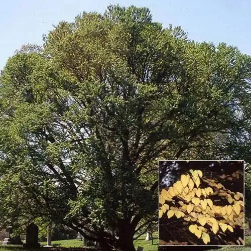 Katsura Tree (Cercidiphyllum japonicum) Ornamental Deciduous Specimen 1