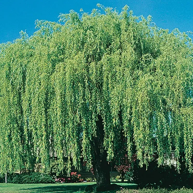 Artificial Weeping Willow Tree with Integrated LED Lighting