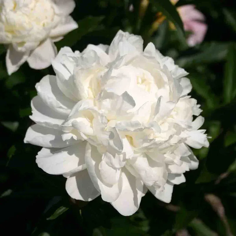 White Frost Peony Decorative Floral Arrangement