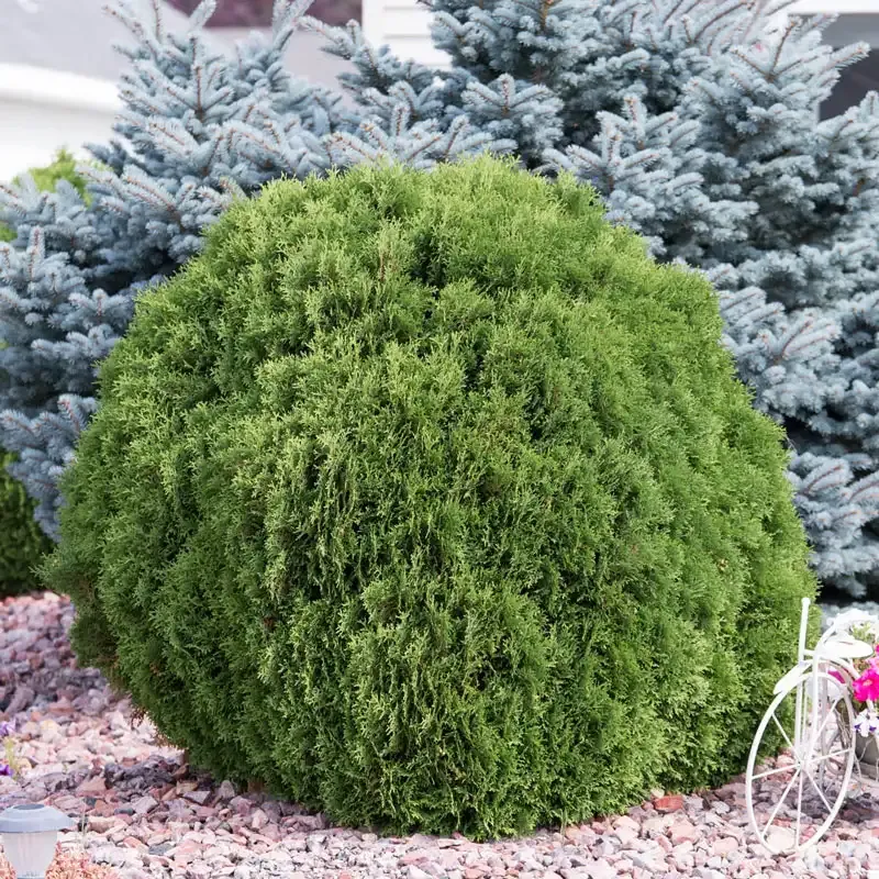 Woodward Globe Arborvitae Evergreen Hedge Shrub