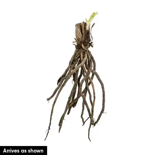Dwarf Double Persimmon Daylily Compact Perennial Flowering Plant 1