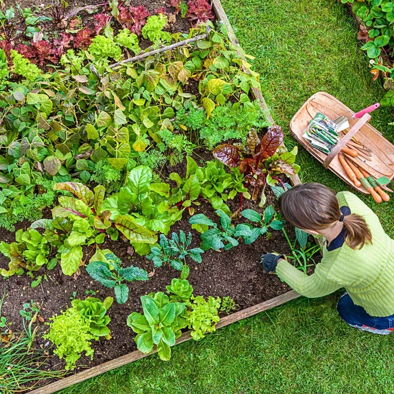 Beneficial Nematodes for Garden Pest Control - Natural Soil Treatment Solution