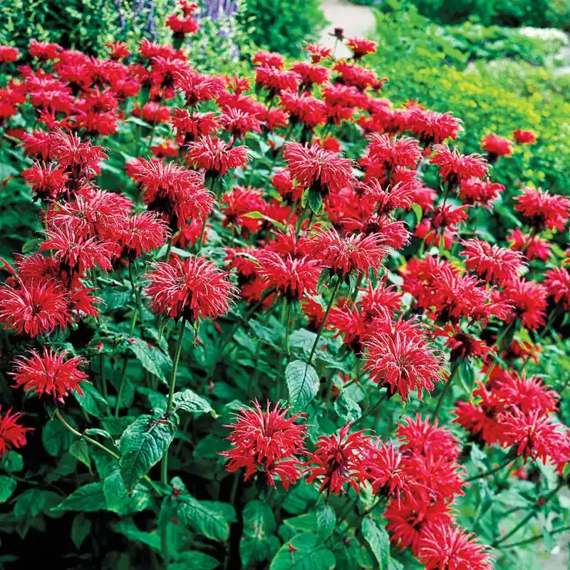 Gardenview Scarlet Bee Balm Monarda Didyma Perennial Flowering Plant