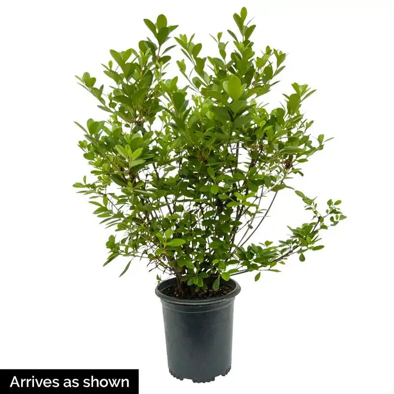 Red Azalea Evergreen Flowering Shrub for Garden Landscaping 1