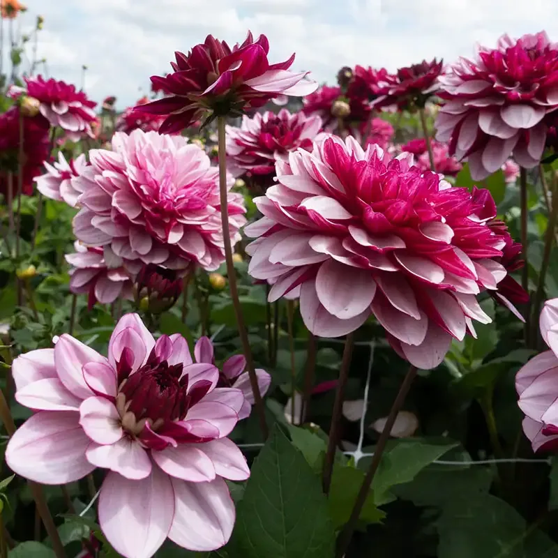 Crème De Cassis Decorative Dahlia Tuber for Garden Planting 1