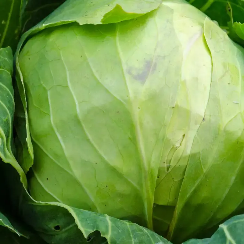 Tiara Hybrid Cabbage Seeds - Early Maturing High-Yield Variety 1