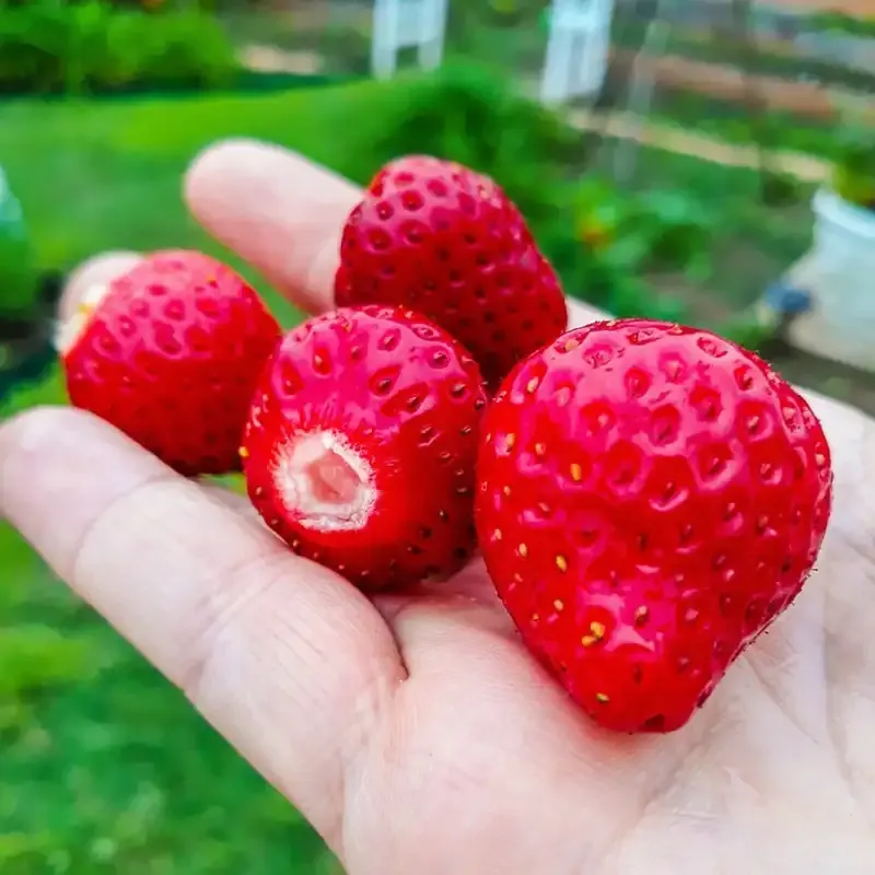 Whopper Junebearing Strawberry Plant for Consistent Seasonal Harvest 2