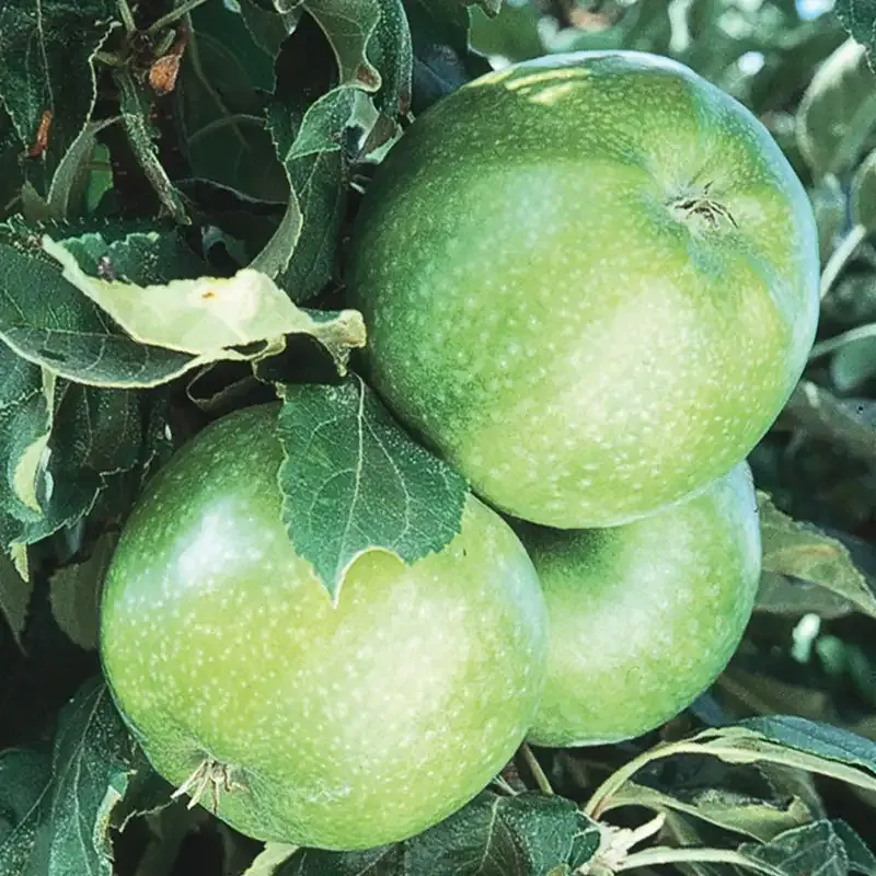Granny Smith Apple Tree - Deciduous Fruit Bearing Sapling