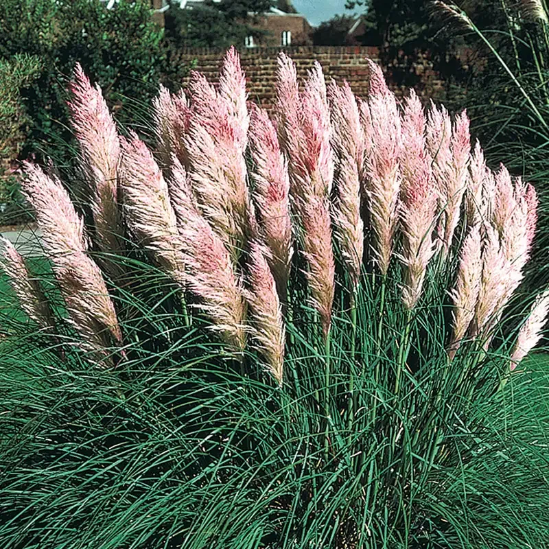 Natural Pink Pampas Grass Dried Floral Stems for Home Decoration