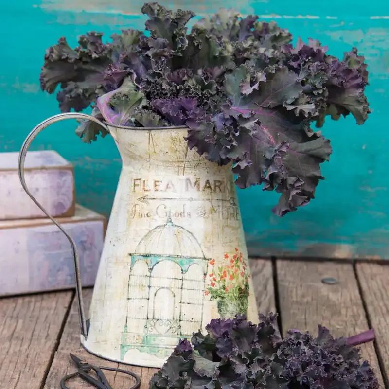 Winter Wonderland Mixed Kale Seeds for Cold-Season Gardening 4