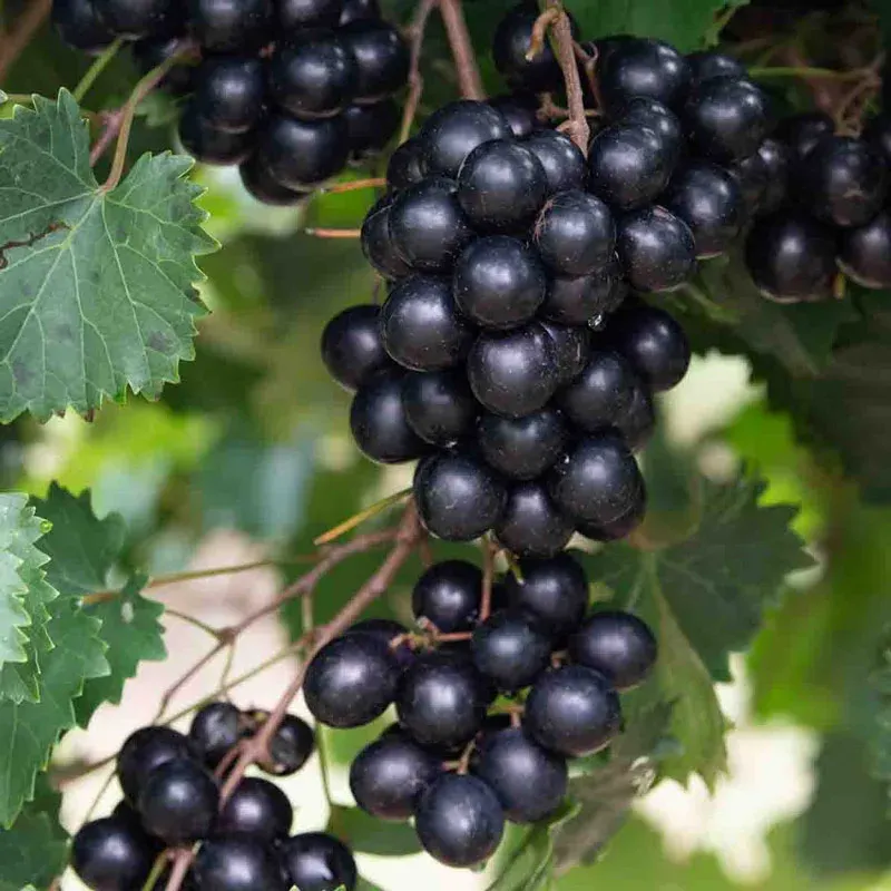 Black Muscadine Grape Extract - Pure Fruit Supplement