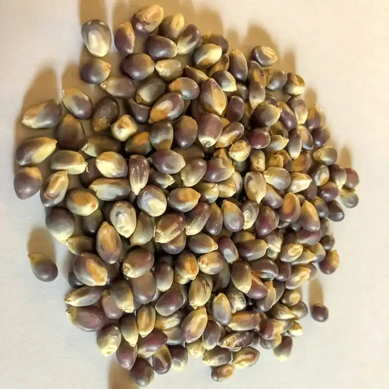 Shaman's Blue Popcorn Seeds - Heirloom Non-GMO Popping Corn 1