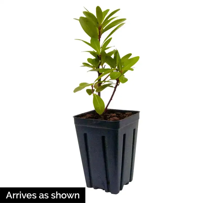 Florida Sunshine Anise (Illicium floridanum) Evergreen Ornamental Shrub 1