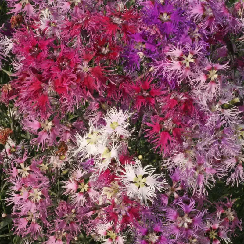 Rainbow Loveliness Dianthus Fragrant Perennial Garden Flower
