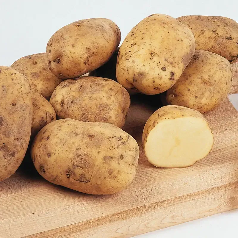 Early Ohio Potato Heirloom Seed Variety