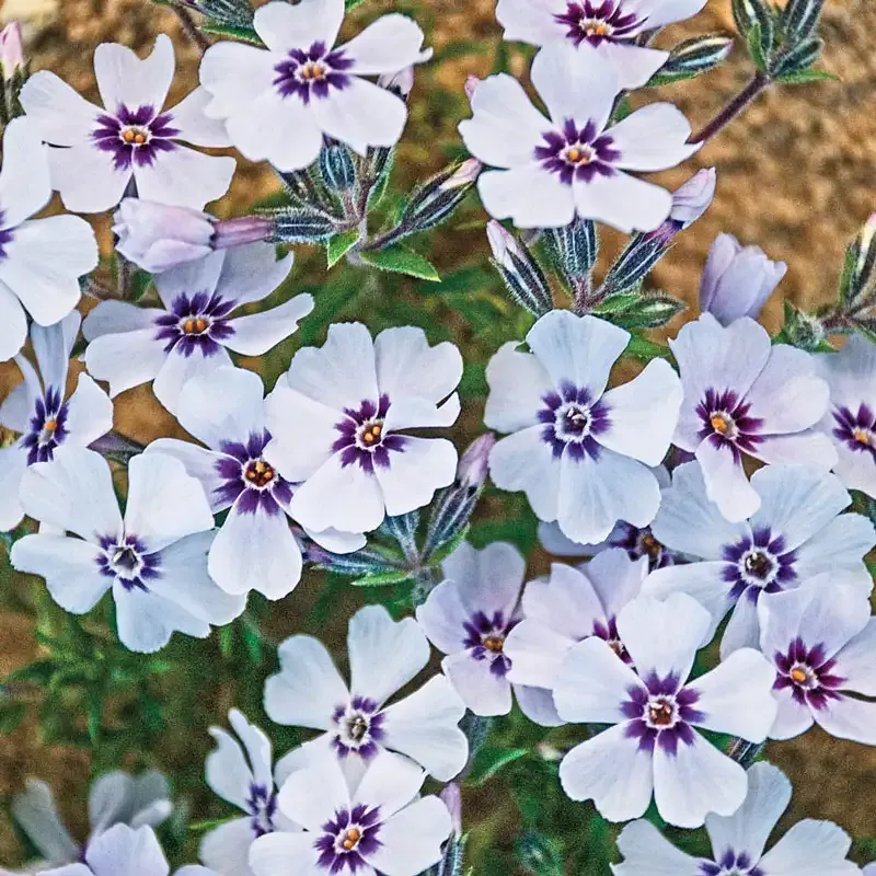 North Hills Creeping Phlox Perennial Ground Cover Plant