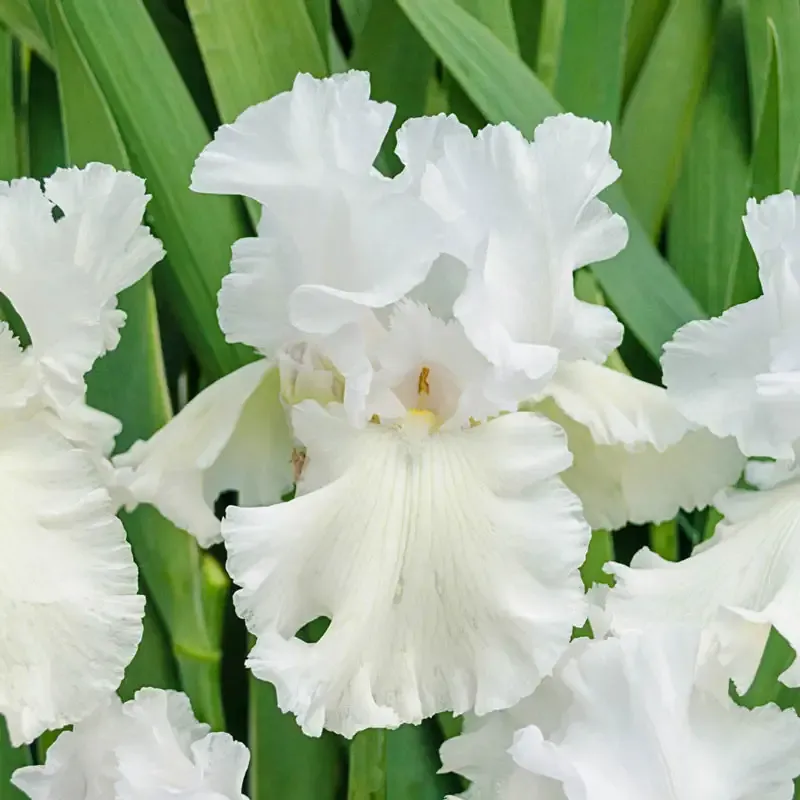 Immortality Reblooming Iris Perennial Garden Rhizome 2