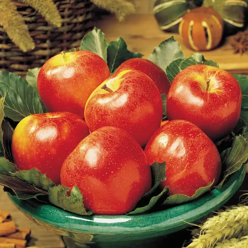 Gala Apple Tree for Home Orchard and Backyard Planting