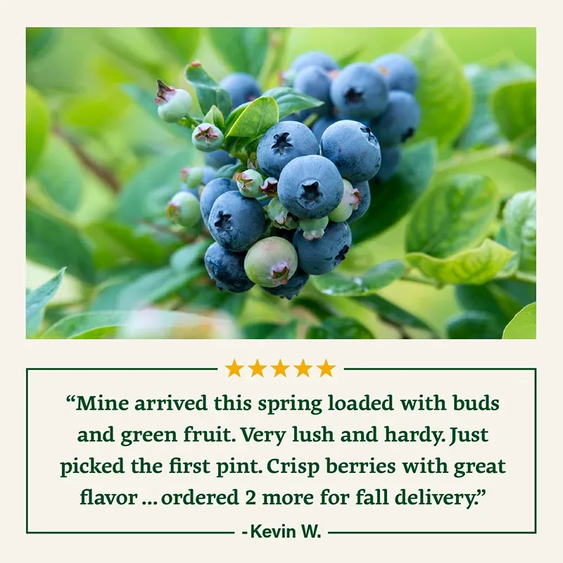 Northern Highbush Blueberry Fruit-Bearing Shrub 1