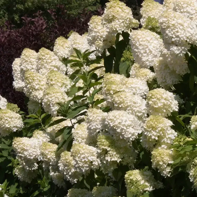 Limelight Hydrangea Paniculata Flowering Shrub 2