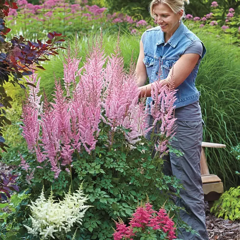 Astilbe Perennial Shade-Loving Flowering Plant 4