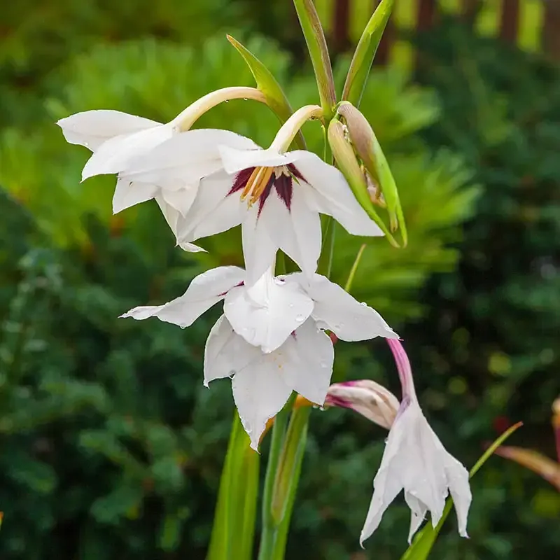 Abyssinian Gladiolus (Acidanthera murielae) Fragrant Flowering Bulbs 2