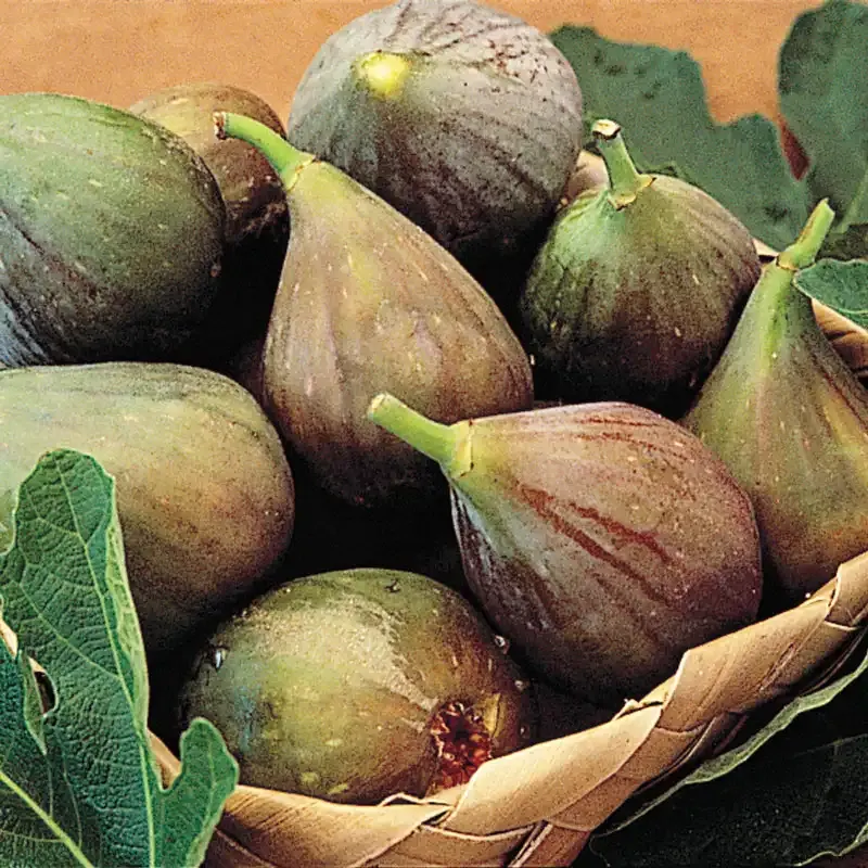Improved Brown Turkey Fig Tree - Self-Fertile Fruit-Bearing Live Plant 2