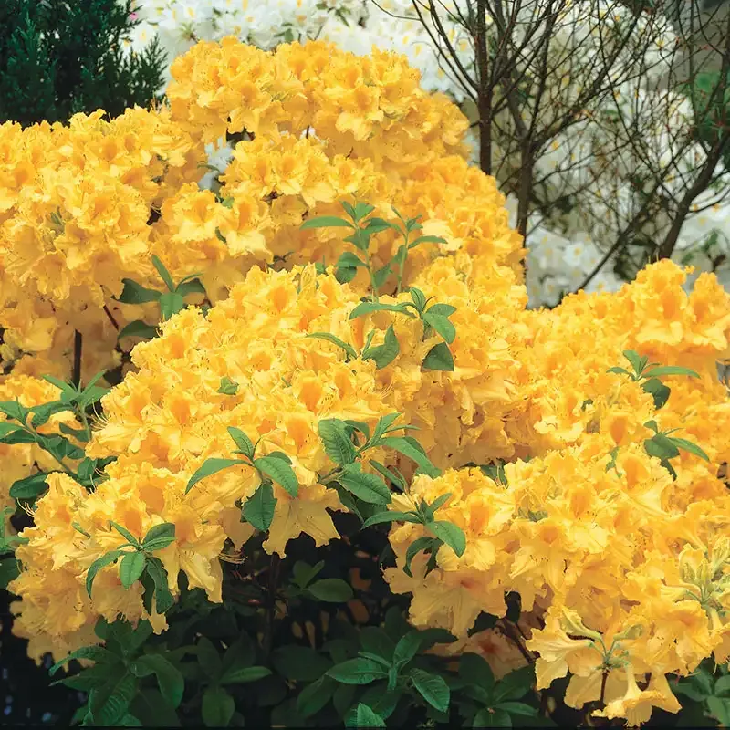Golden Lights Hardy Azalea Deciduous Flowering Shrub