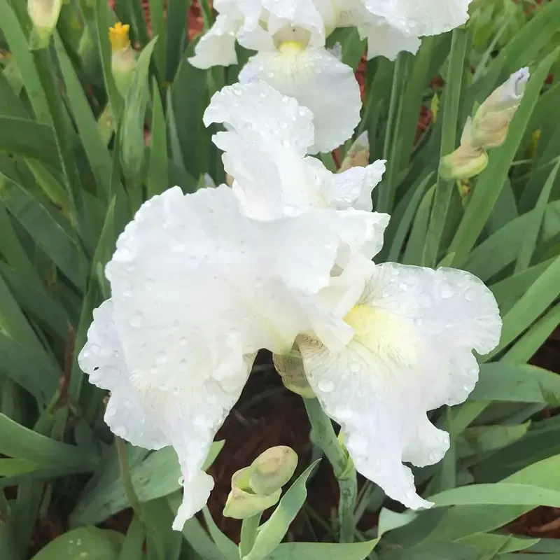 Immortality Reblooming Iris Perennial Garden Rhizome 1