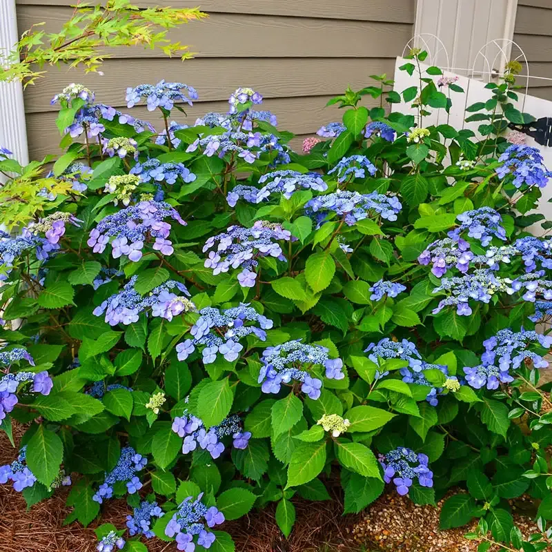 Reblooming Lacecap Hydrangea Shrub - Hardy Garden Plant 1