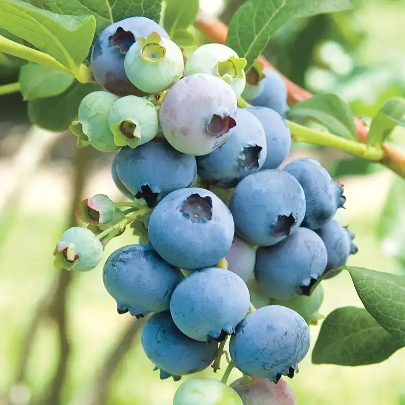 Bluecrop Northern Highbush Blueberry Hedge Shrub