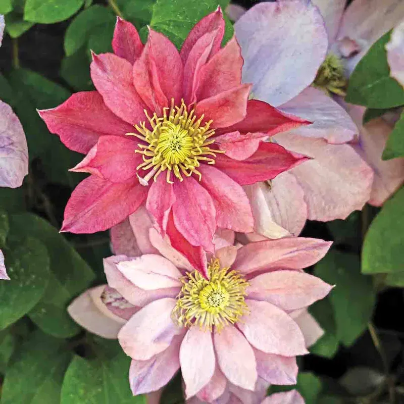 Clematis 'Little Mermaid' Compact Pink Flowering Vine
