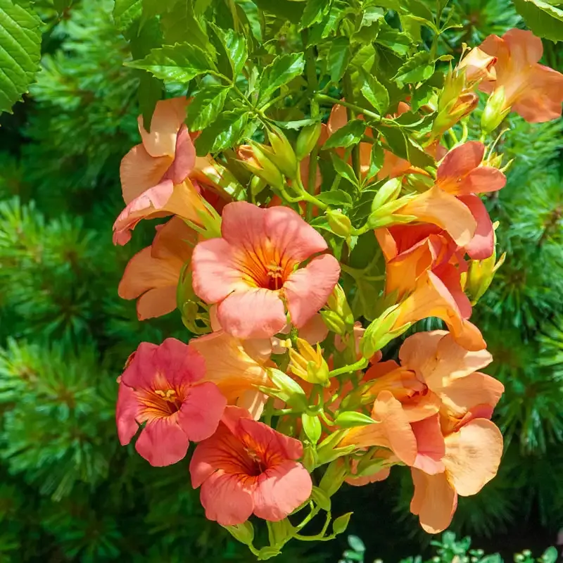 Grandiflora Trumpet Vine - Deciduous Flowering Climbing Plant