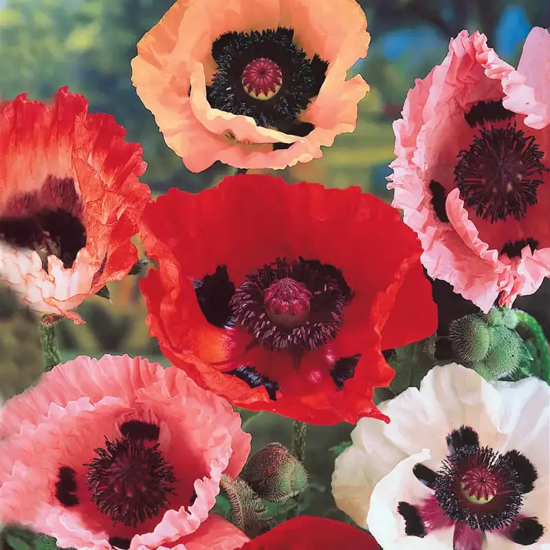 Mixed Oriental Poppies Perennial Flower Seeds for Garden Landscapes