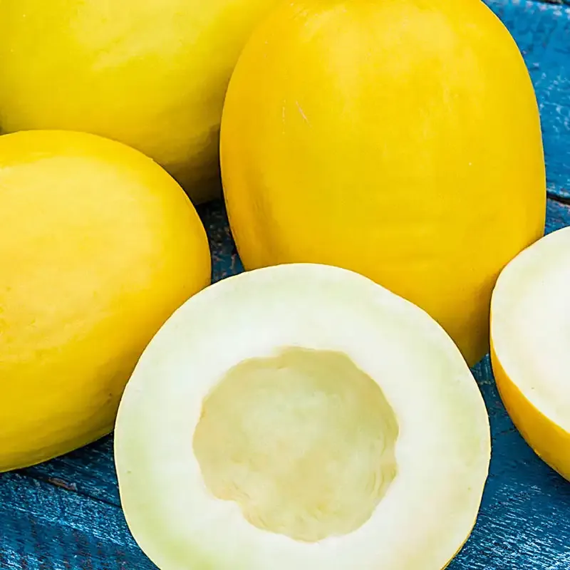 Sweet Reward Hybrid Honeydew Melon Seeds for Home Gardening