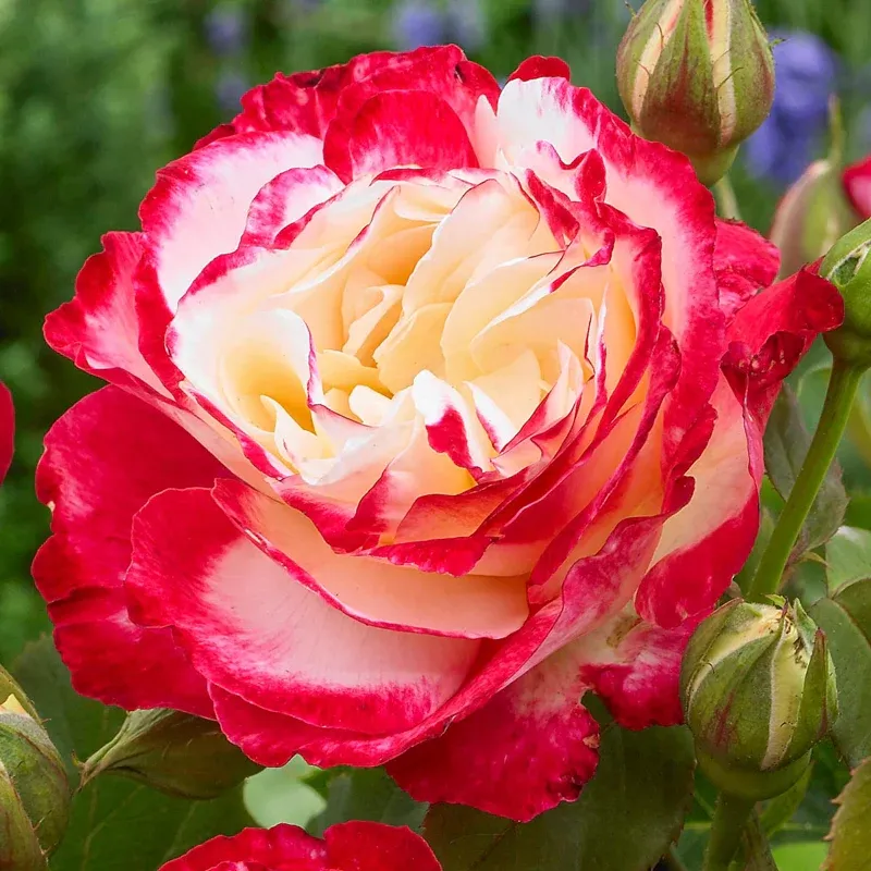 Double Delight Hybrid Tea Rose - Bicolor Fragrant Garden Shrub 1