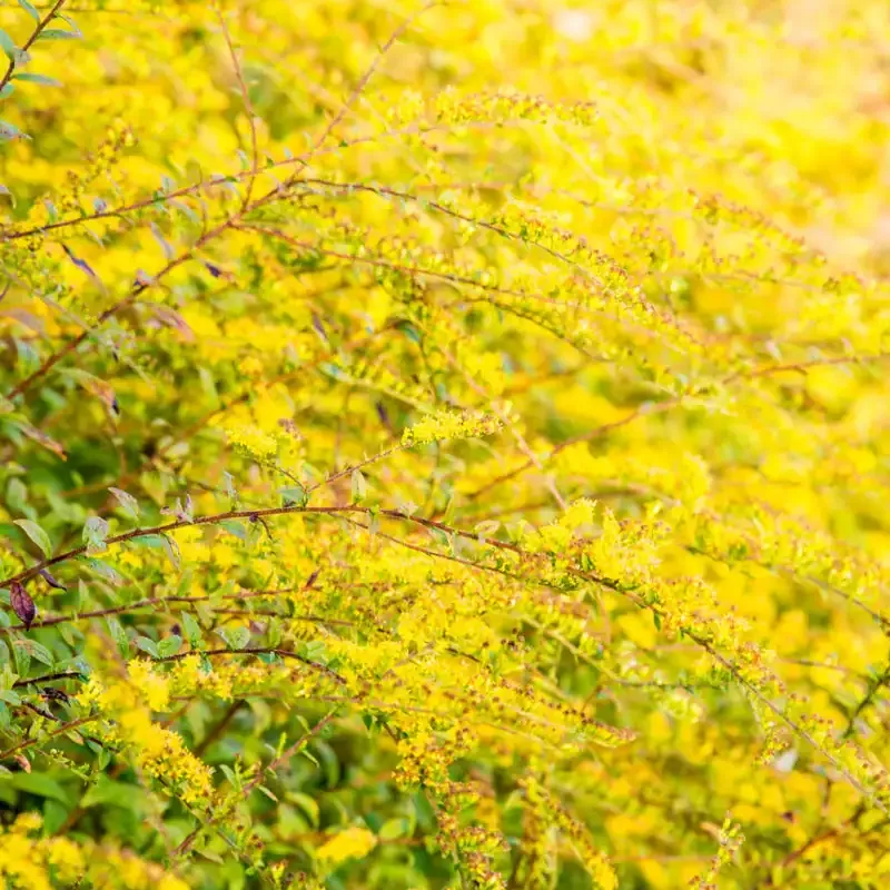 Fireworks Goldenrod (Solidago rugosa) Perennial Garden Plant 1
