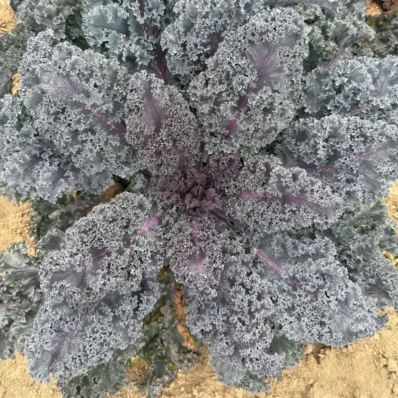 Kale Rubybor Versatile Utility Tool