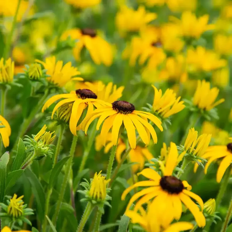 American Gold Rush Black-Eyed Susan (Rudbeckia) Perennial Plant