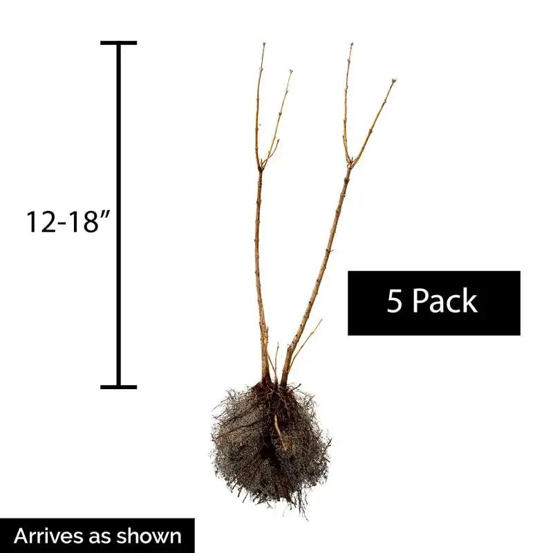Korean Dwarf Lilac Hedge - Compact Deciduous Flowering Shrub 1