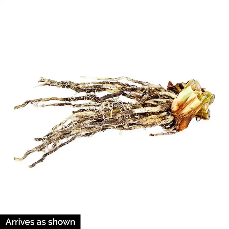 Black Gamecock Louisiana Iris Perennial Rhizome 2