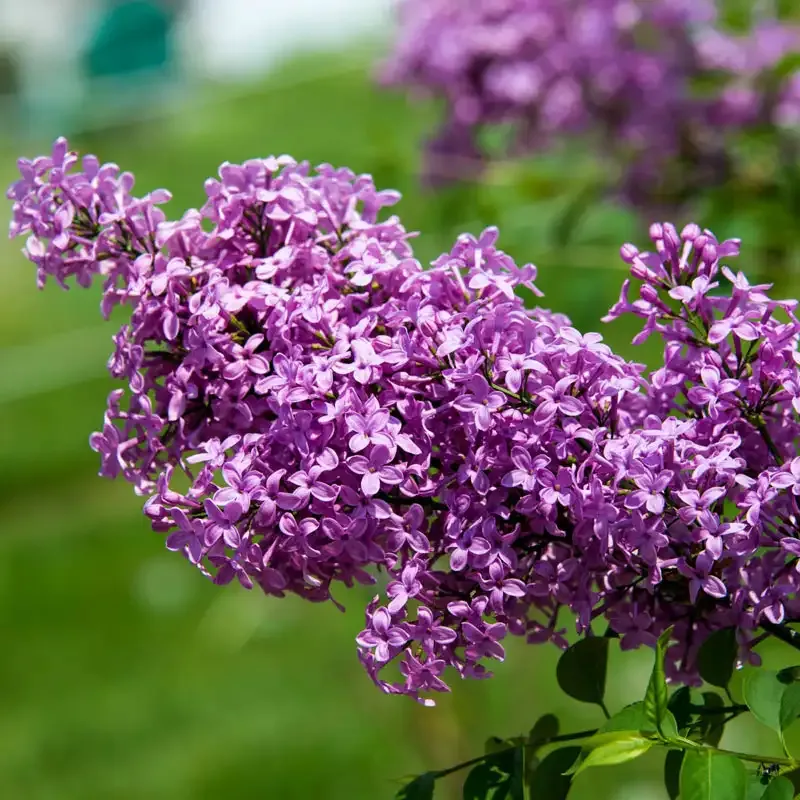 Lilac Sunday Flowering Shrub - Fragrant Deciduous Garden Plant 1