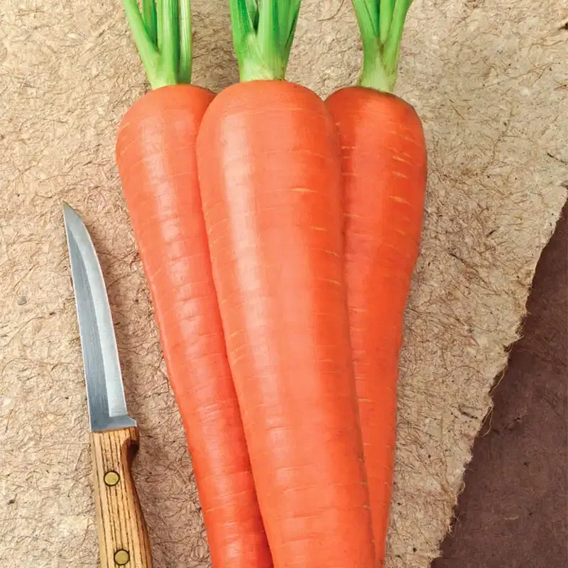 Envy Hybrid Carrot Seeds for Garden Planting