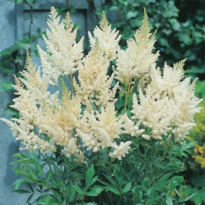 Astilbe Perennial Shade-Loving Flowering Plant 1