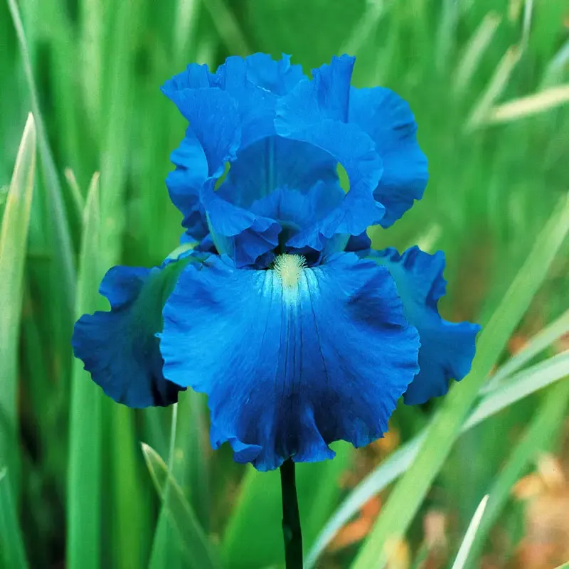 Victoria Falls Reblooming German Iris Perennial Rhizomes 1