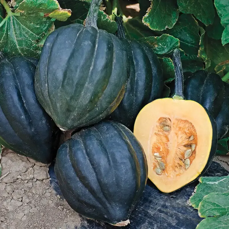 Black Bellota Hybrid Winter Squash Seeds for Home Gardening