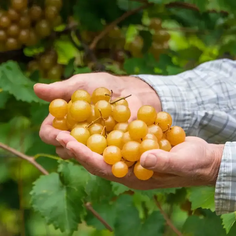 Seedless Grape Vine for Home Garden Cultivation 3