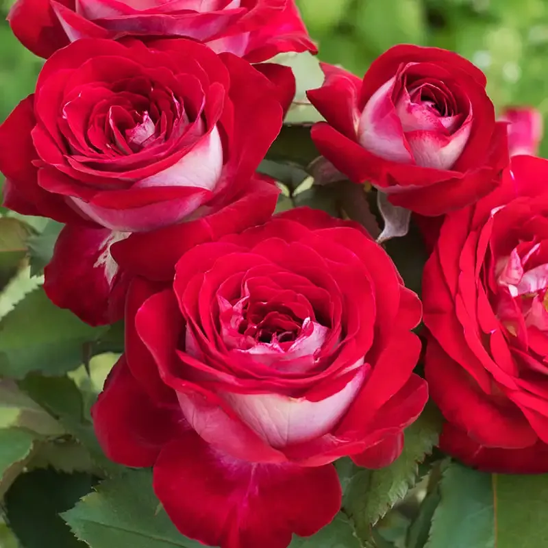 Hybrid Tea Rose Perennial Flowering Garden Shrub